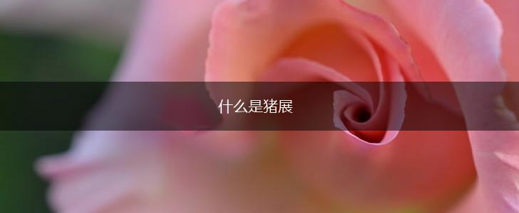 什么是猪展,第1张
