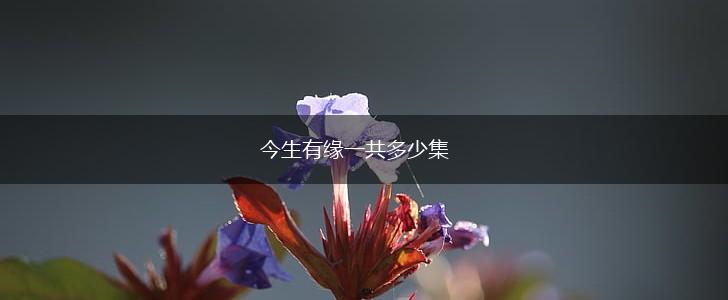 今生有缘一共多少集,第1张