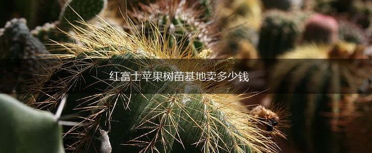 红富士苹果树苗基地卖多少钱,第1张