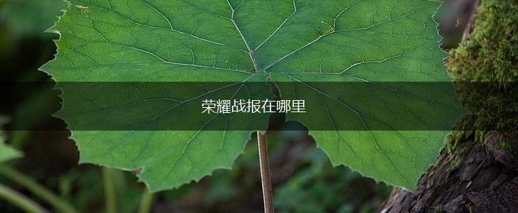 荣耀战报在哪里,第1张