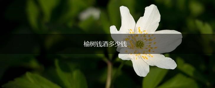 榆树钱酒多少钱,第1张