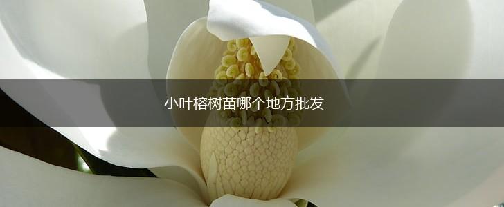小叶榕树苗哪个地方批发,第1张