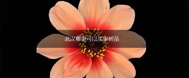 武汉哪里可以买果树苗,第1张