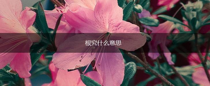 根究什么意思,第1张