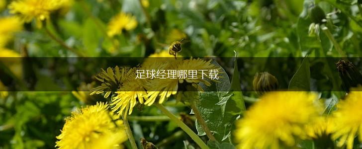 足球经理哪里下载,第1张