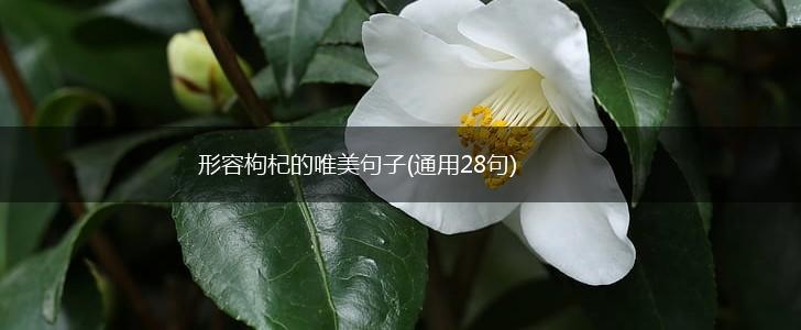 形容枸杞的唯美句子(通用28句),第1张