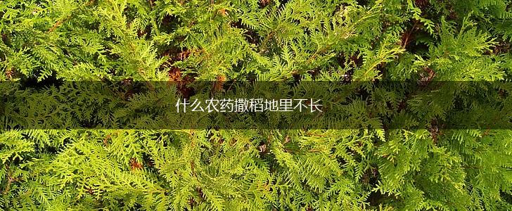 什么农药撒稻地里不长,第1张