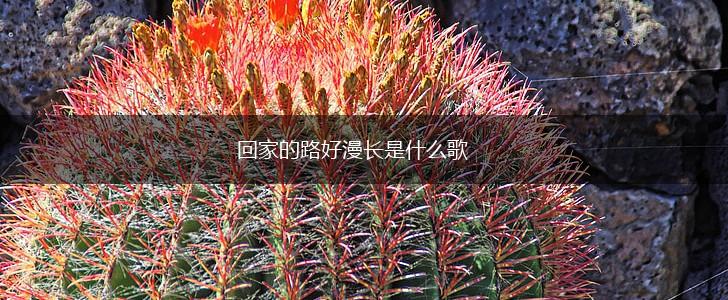 回家的路好漫长是什么歌,第1张