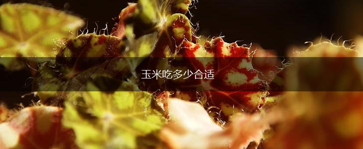 玉米吃多少合适,第1张