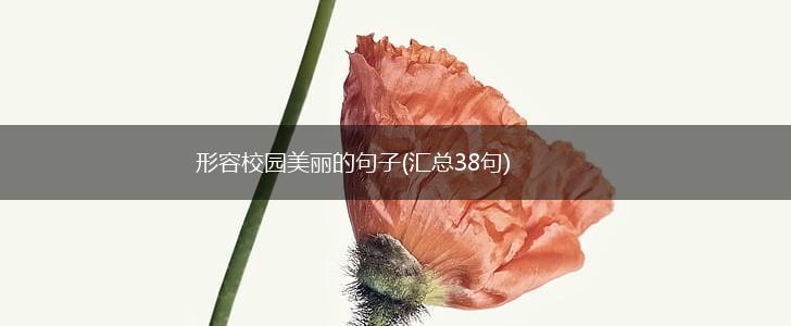 形容校园美丽的句子(汇总38句),第1张