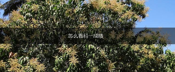 怎么看科一成绩,第1张