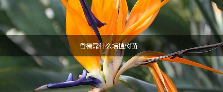 香椿靠什么培植树苗,第1张