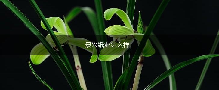 景兴纸业怎么样,第1张