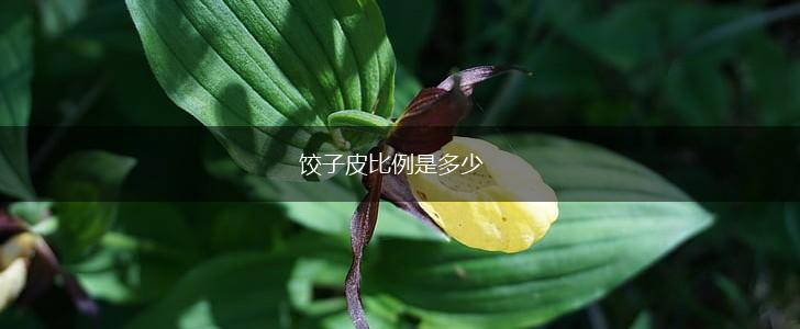 饺子皮比例是多少,第1张