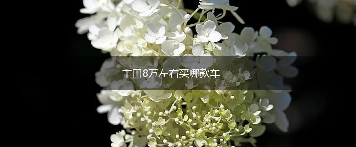 丰田8万左右买哪款车,第1张