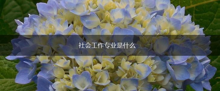 社会工作专业是什么,第1张