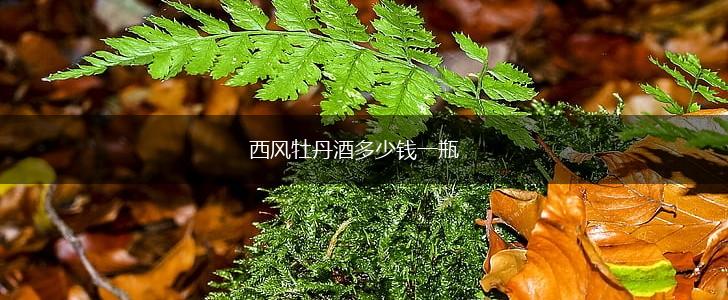 西风牡丹酒多少钱一瓶,第1张
