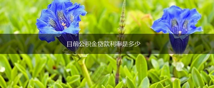 目前公积金贷款利率是多少,第1张
