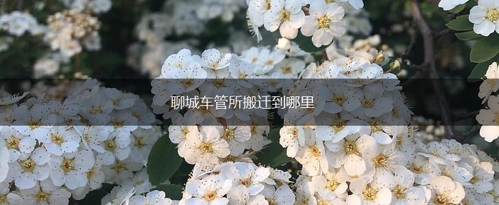 聊城车管所搬迁到哪里,第1张