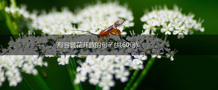 形容昙花开放的句子(共60句),第1张