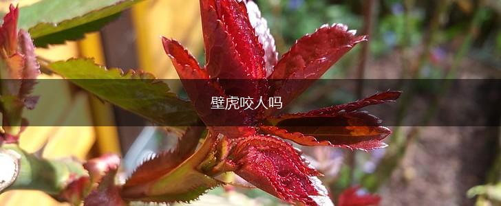 壁虎咬人吗,第1张