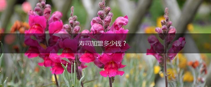 寿司加盟多少钱？,第1张