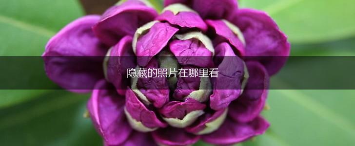 隐藏的照片在哪里看,第1张