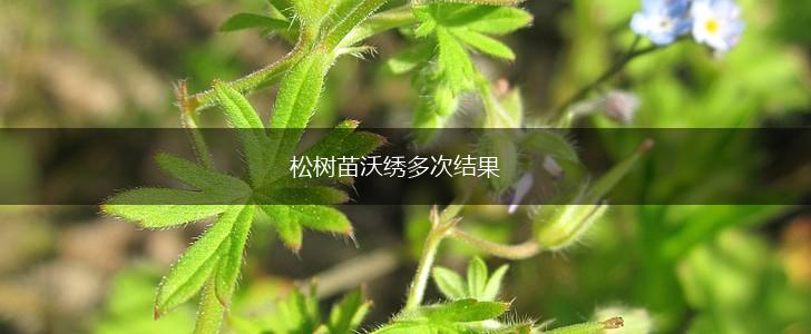 松树苗沃绣多次结果,第1张