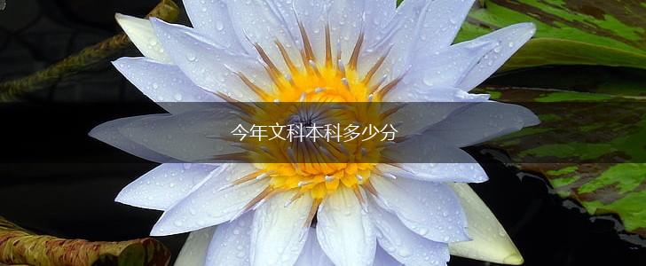 今年文科本科多少分,第1张