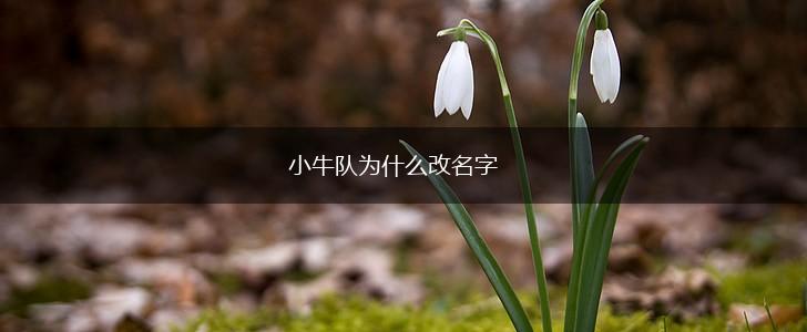 小牛队为什么改名字,第1张