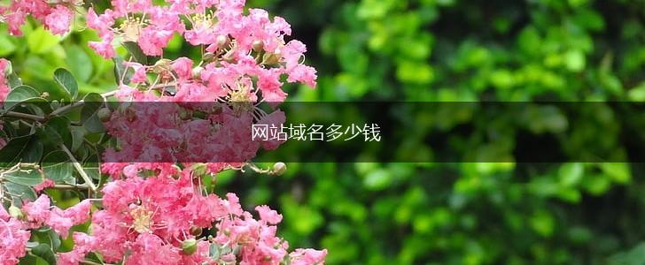 网站域名多少钱,第1张