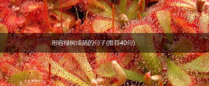 形容绿树成荫的句子(推荐40句),第1张