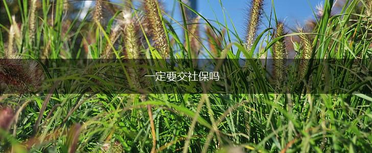 一定要交社保吗,第1张