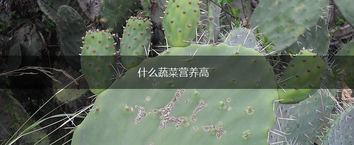 什么蔬菜营养高,第1张
