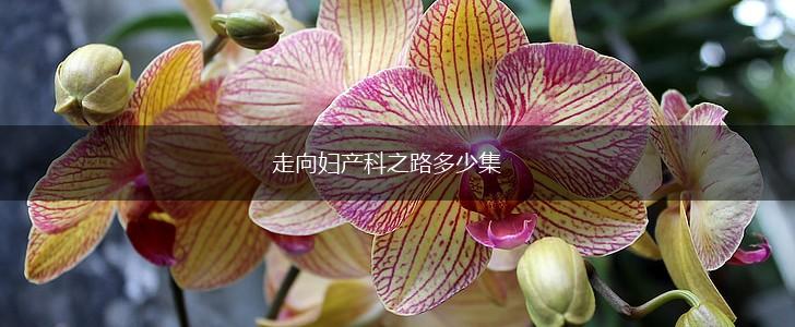 走向妇产科之路多少集,第1张
