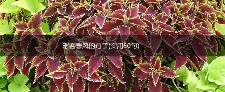 形容寒风的句子(实用50句),第1张
