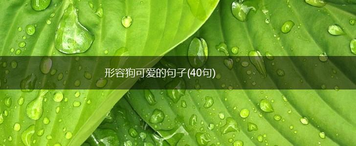 形容狗可爱的句子(40句),第1张