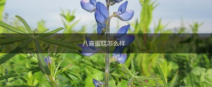 八喜蛋糕怎么样,第1张