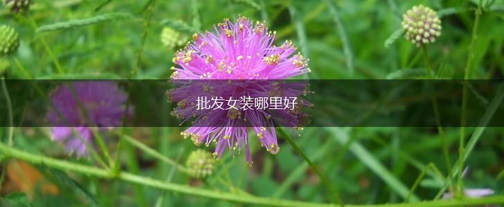 批发女装哪里好,第1张