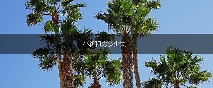 小新租房多少集,第1张
