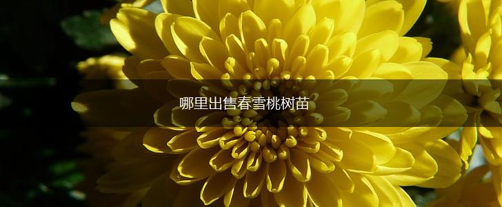 哪里出售春雪桃树苗,第1张