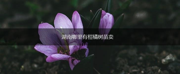 湖南哪里有柑橘树苗卖,第1张