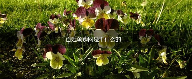 百姓领购网是干什么的,第1张