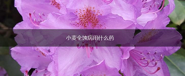 小麦全蚀病用什么药,第1张