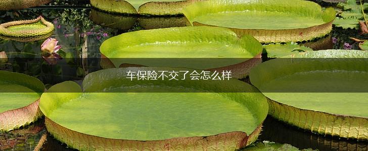 车保险不交了会怎么样,第1张