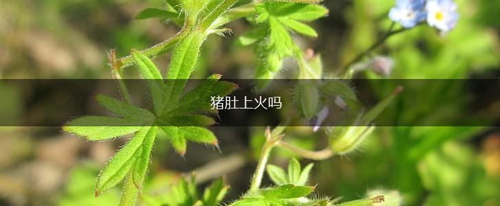 猪肚上火吗,第1张