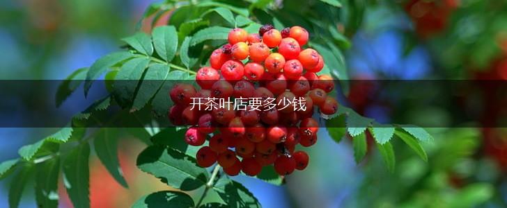 开茶叶店要多少钱,第1张