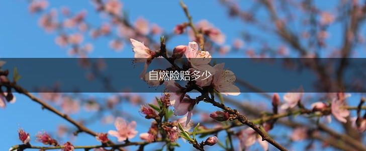 自燃险赔多少,第1张