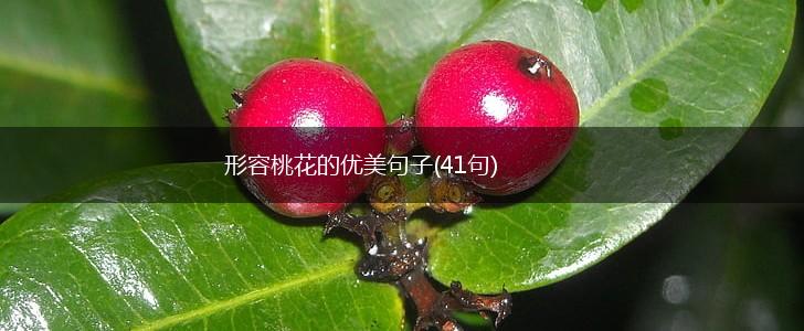 形容桃花的优美句子(41句),第1张