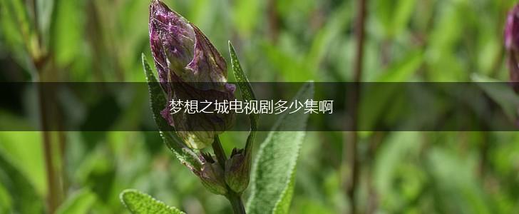 梦想之城电视剧多少集啊,第1张